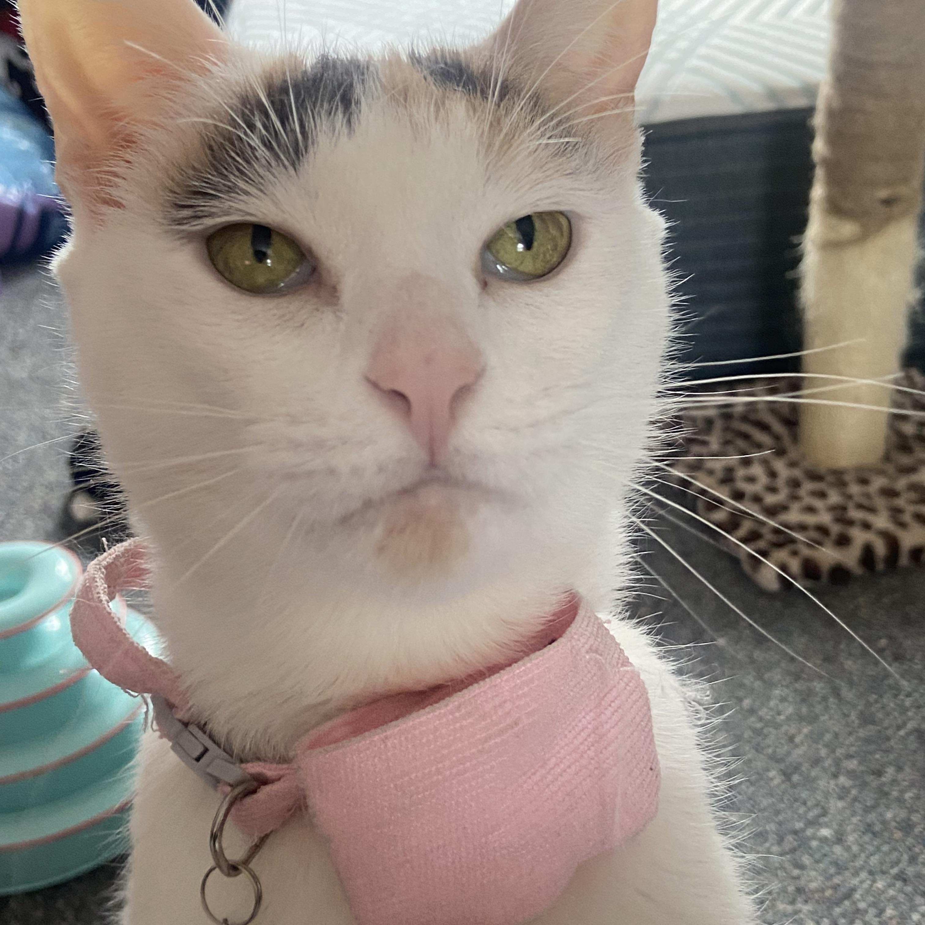 Enlarge Snowflake, a ADOPTABLE mixed breed in Bayside, NY image 1/6