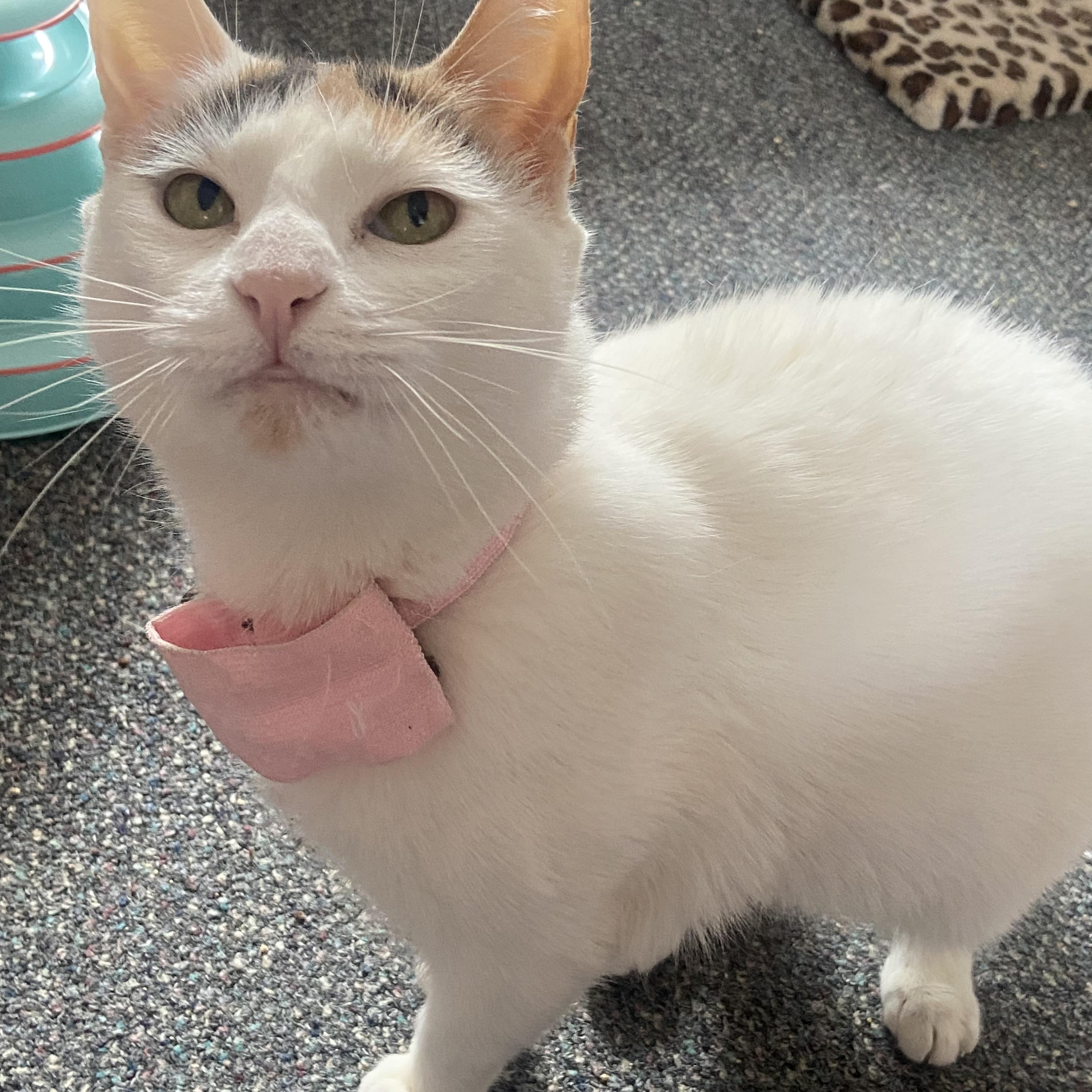 Enlarge Snowflake, a ADOPTABLE mixed breed in Bayside, NY image 3/6