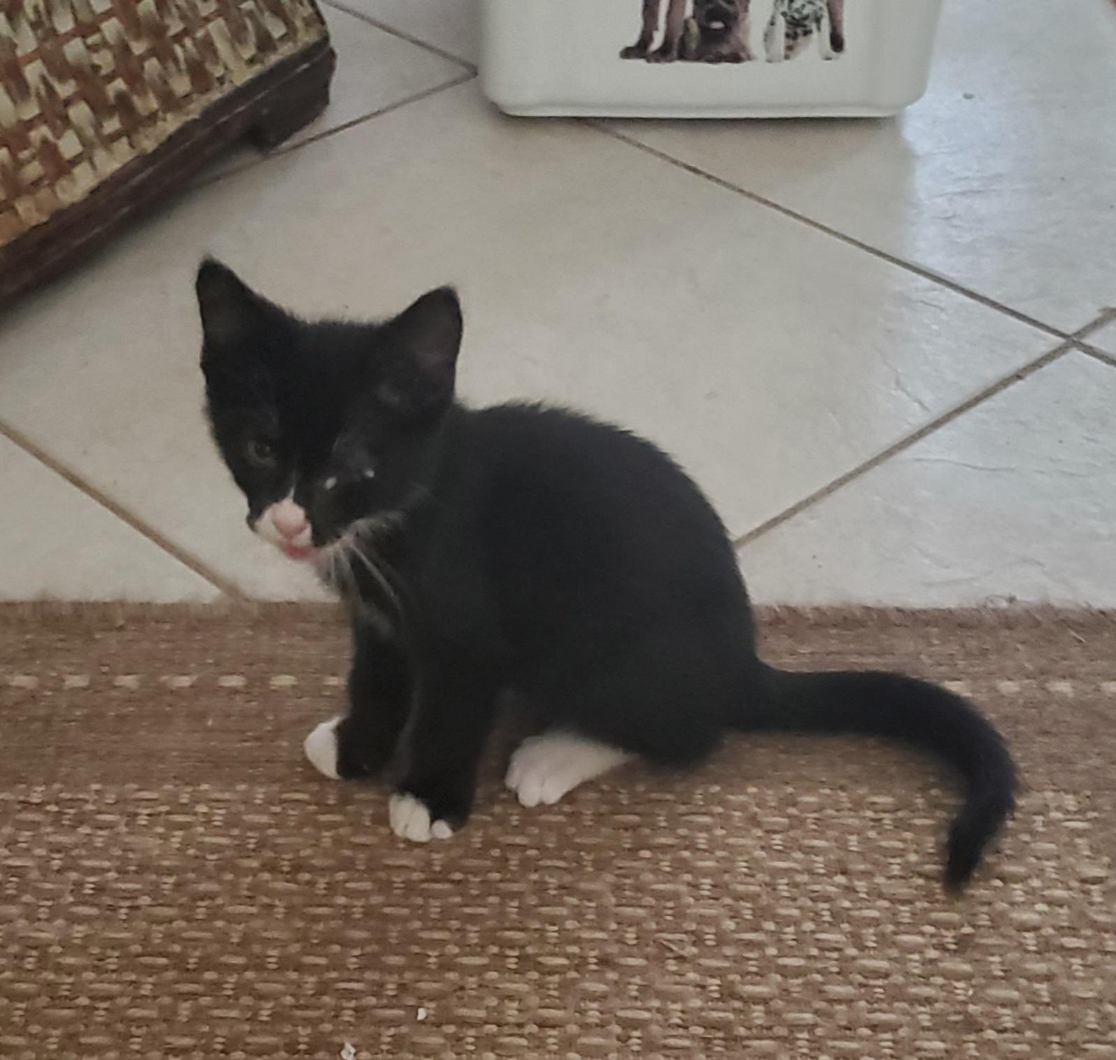 Tex, a Adoptable mixed breed in Port Orange, FL image 2/2