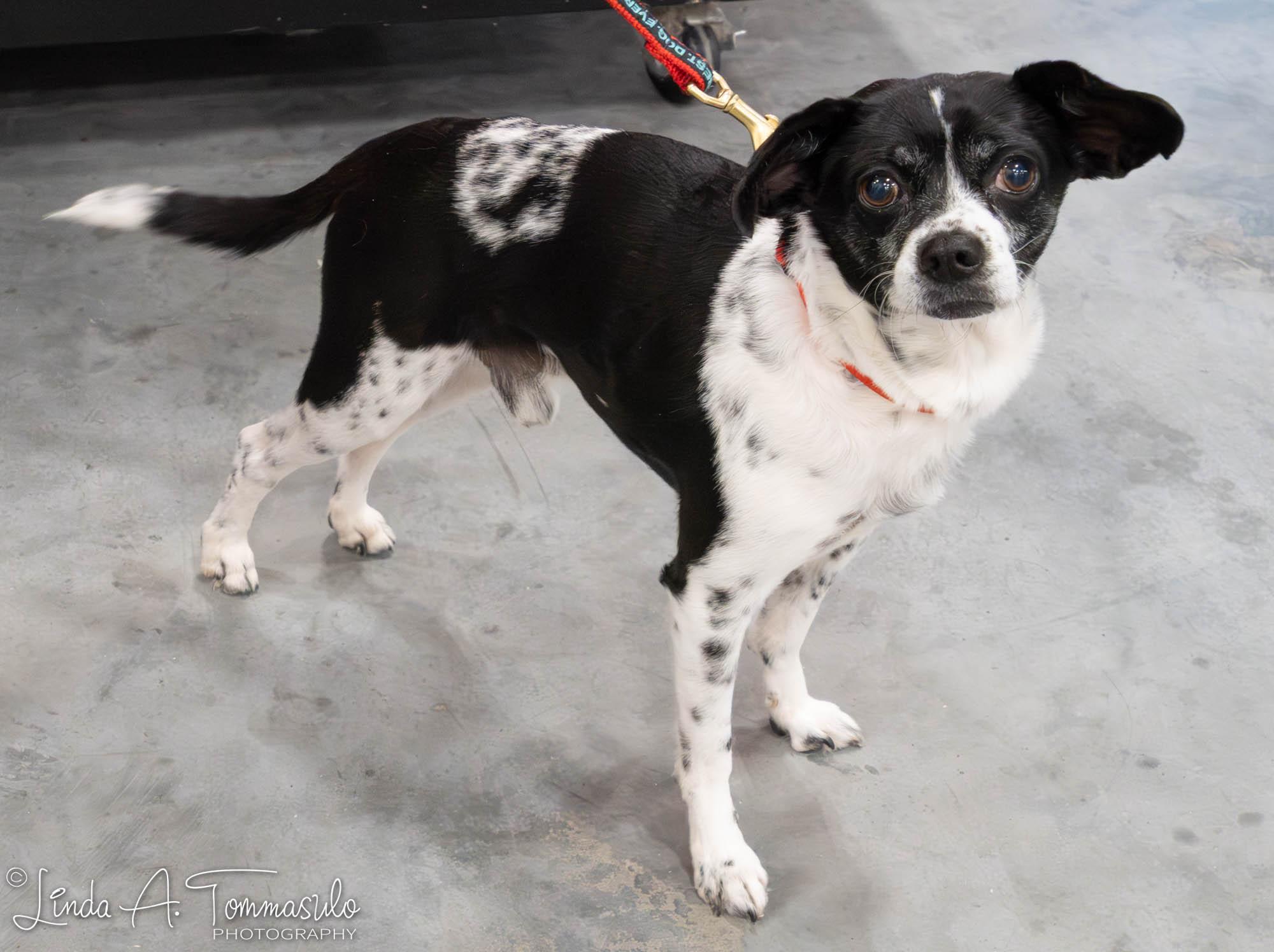 Enlarge Sebastian, an adopted mixed breed in Albany, NY image 3/6