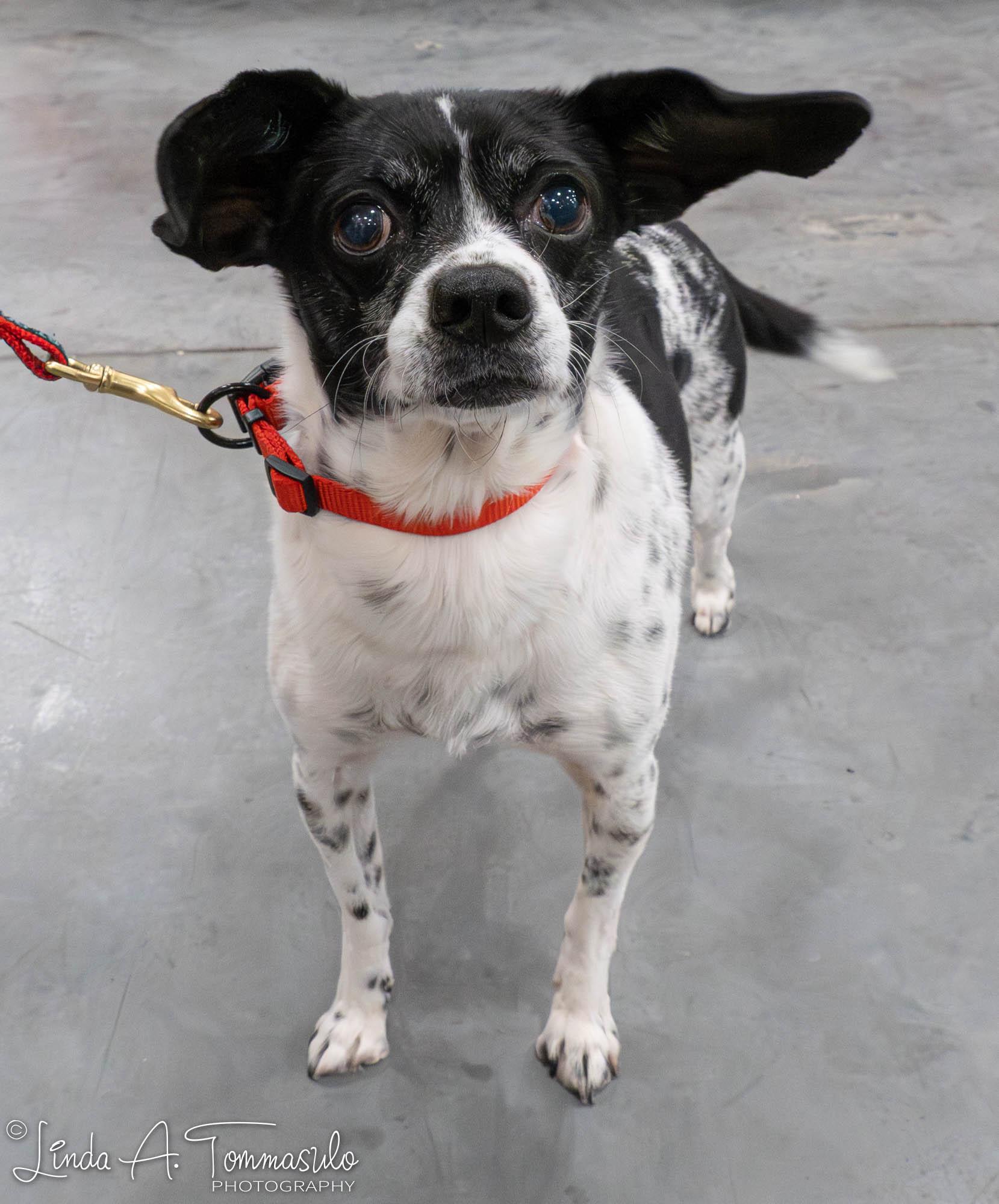 Enlarge Sebastian, an adopted mixed breed in Albany, NY image 6/6