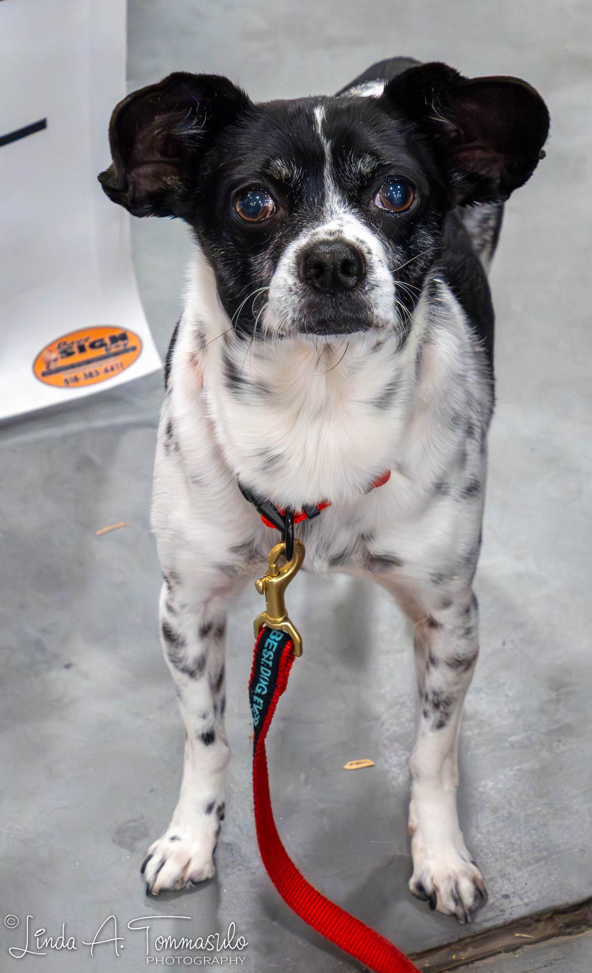 Enlarge Sebastian, an adopted mixed breed in Albany, NY image 5/6