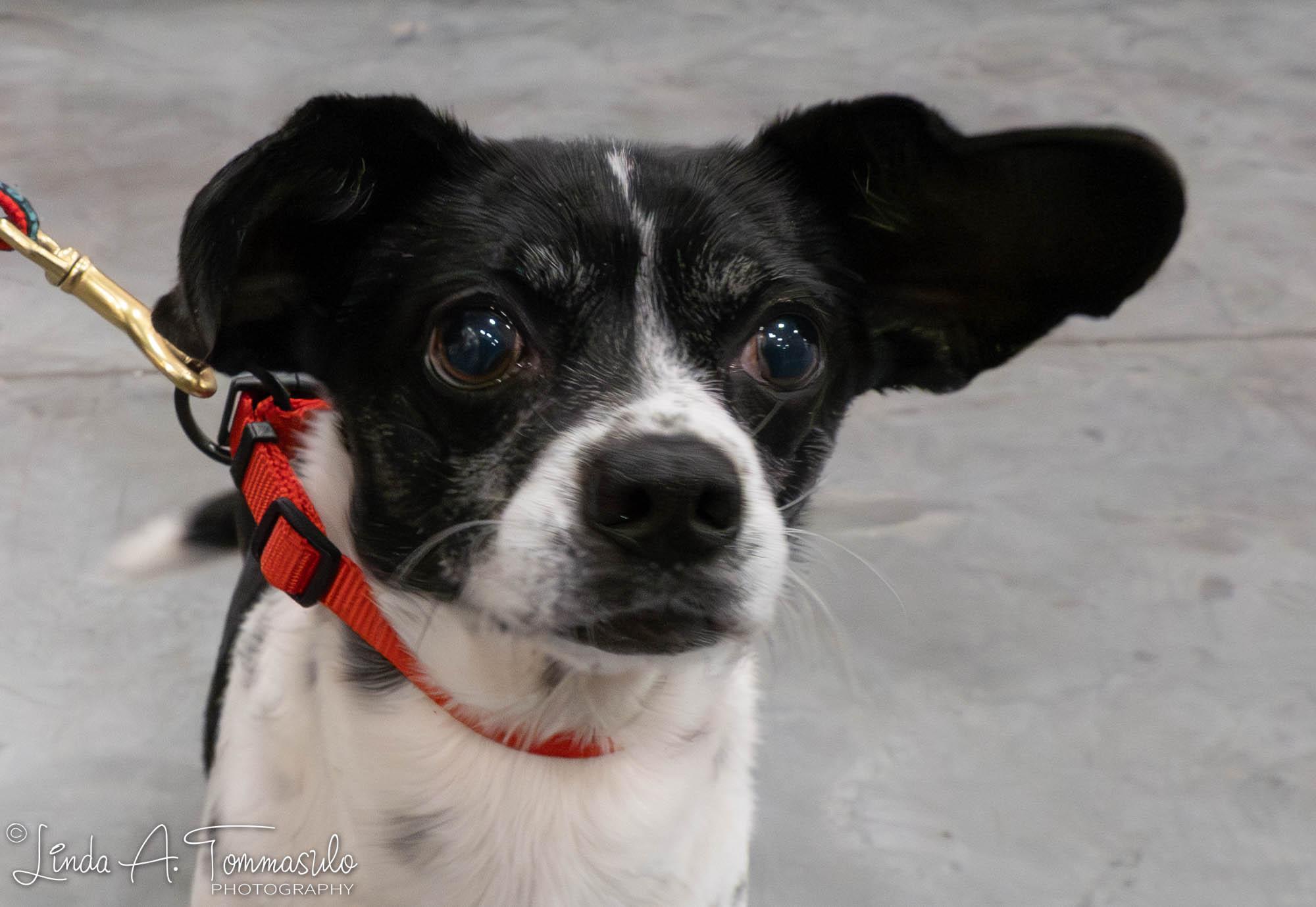 Enlarge Sebastian, an adopted mixed breed in Albany, NY image 2/6