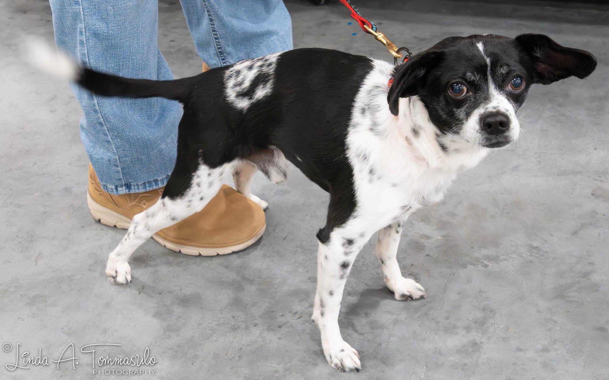 Enlarge Sebastian, an adopted mixed breed in Albany, NY image 4/6