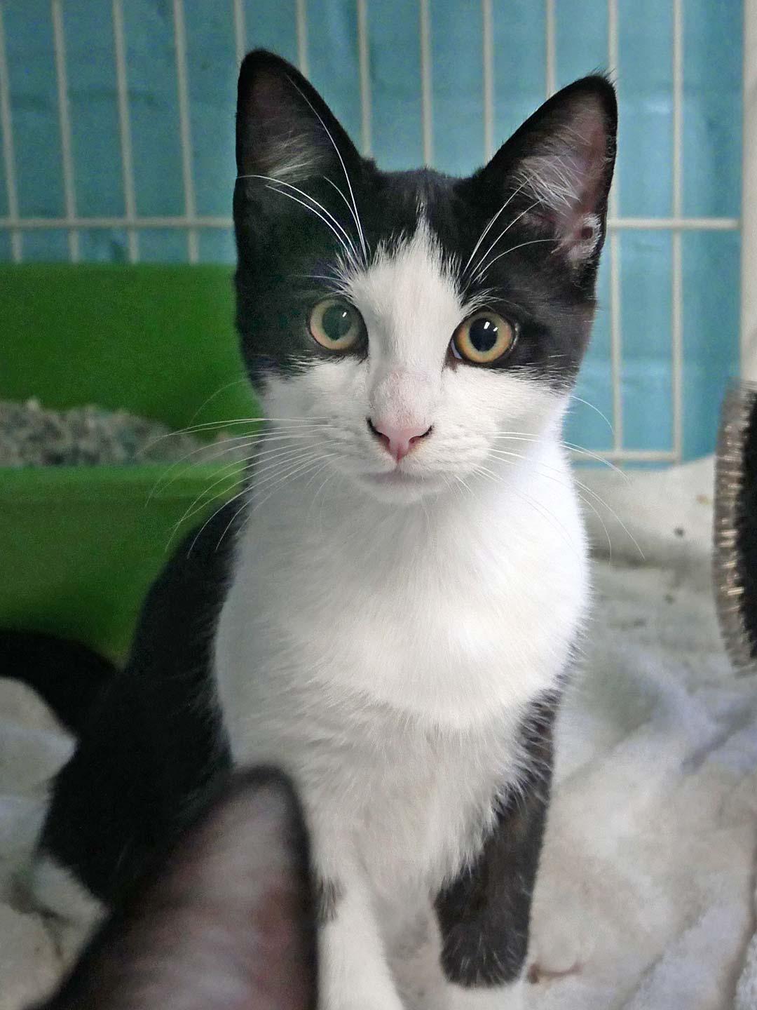 Waffles, Adoptable, Kitten Male Domestic Short Hair.