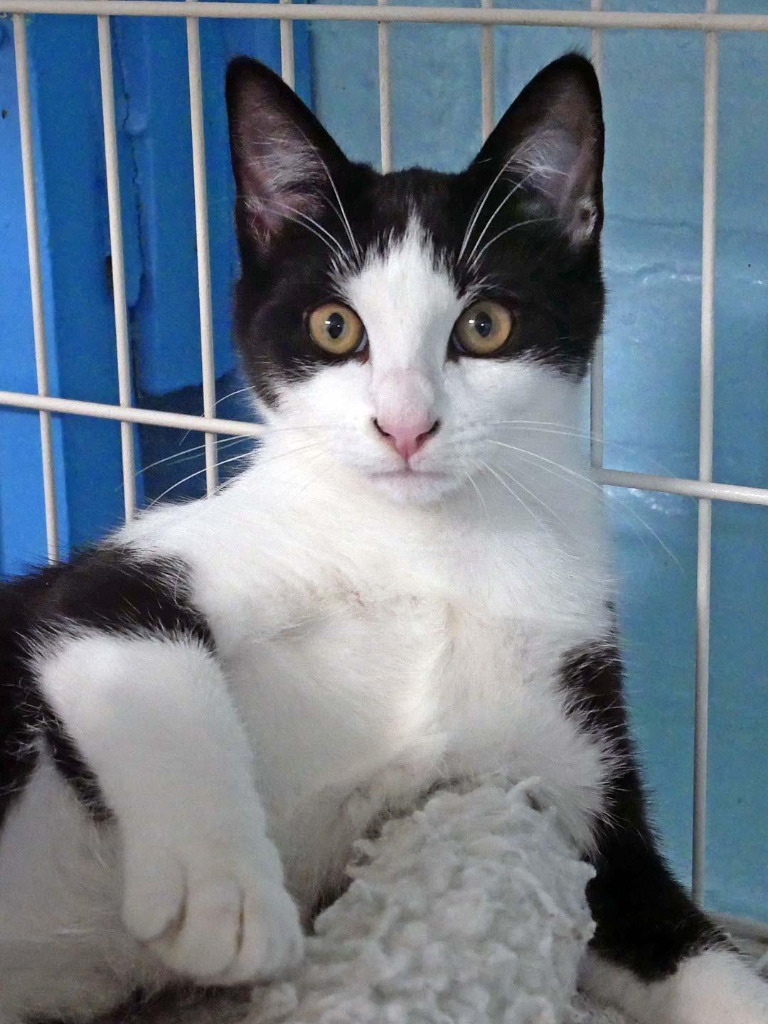 Enlarge Waffles, a Adoptable mixed breed in Bloomingdale, NJ image 2/2