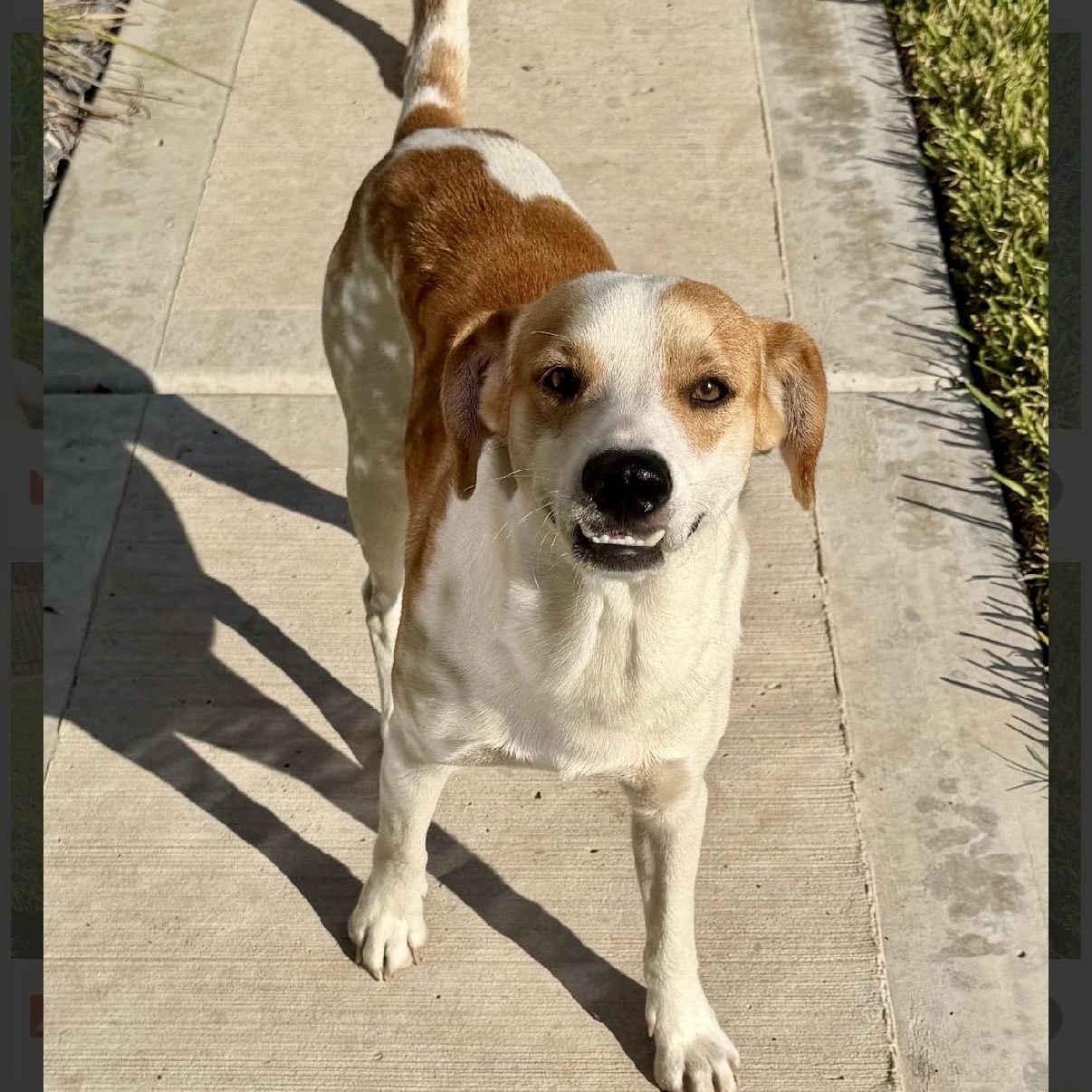 Enlarge Brownie, a Adoptable mixed breed in Latham, NY image 4/6