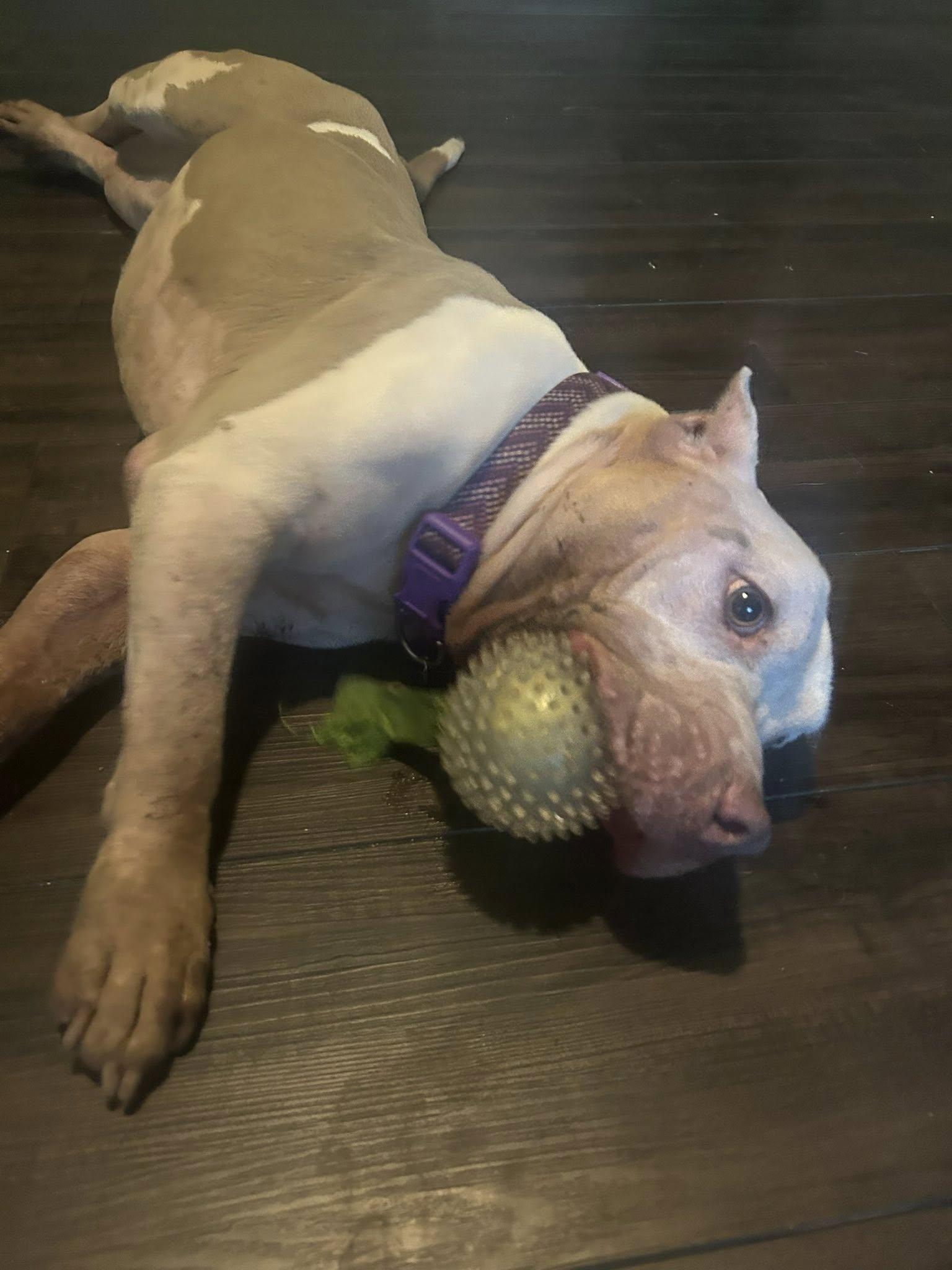 Papa, Adoptable, Adult Male Pit Bull Terrier.