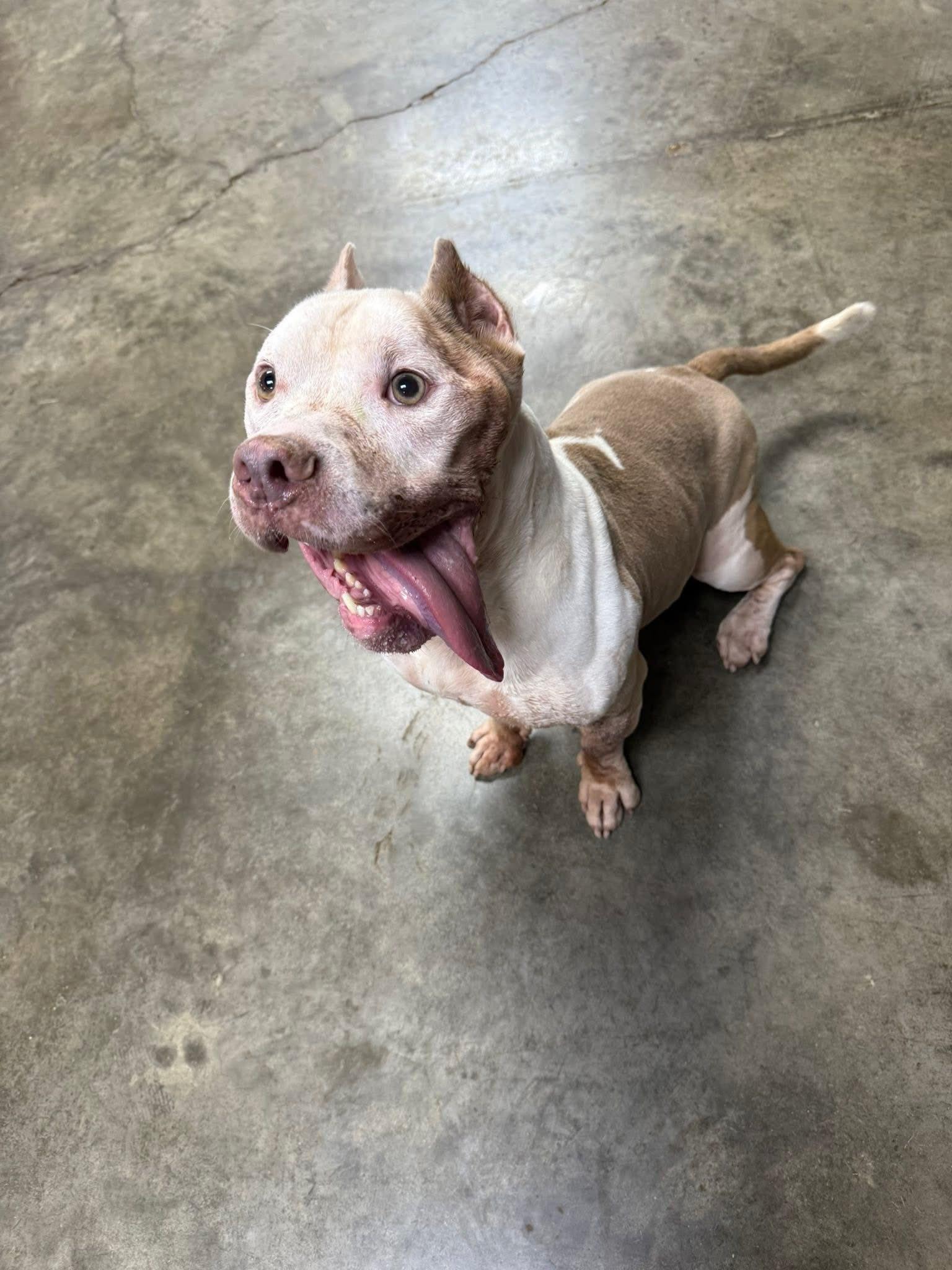 Papa, Adoptable, Adult Male Pit Bull Terrier.