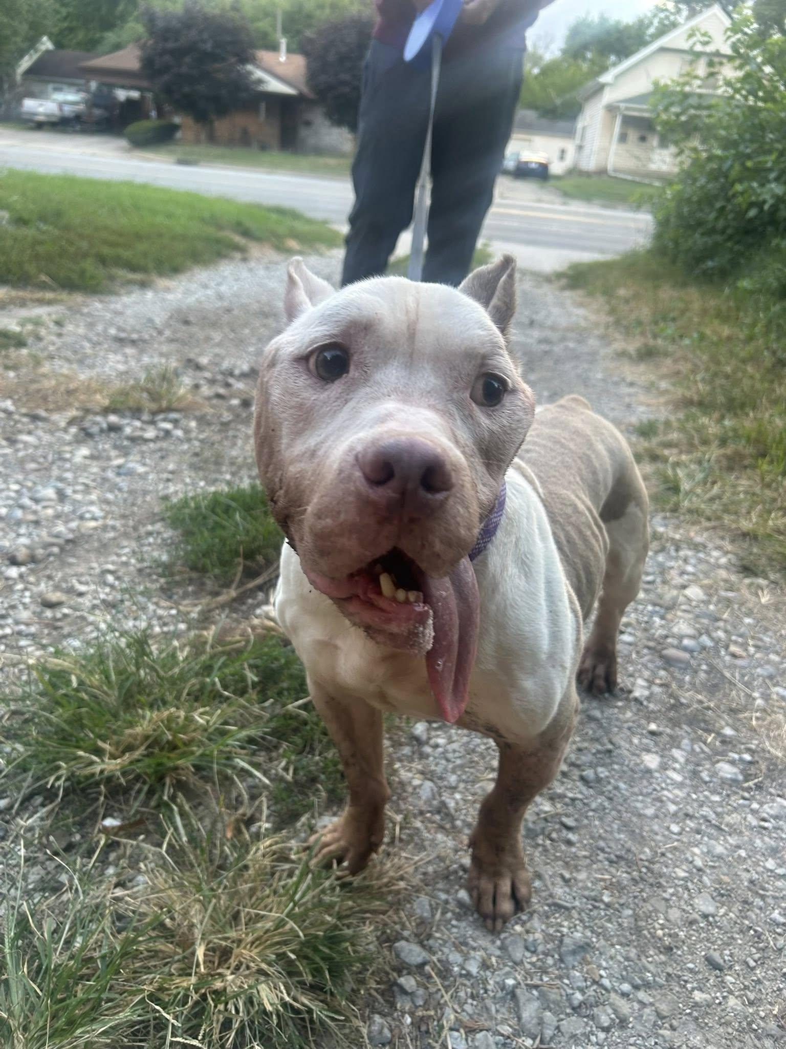 Papa, a Adoptable Pit Bull Terrier in Indianapolis, IN image 4/4
