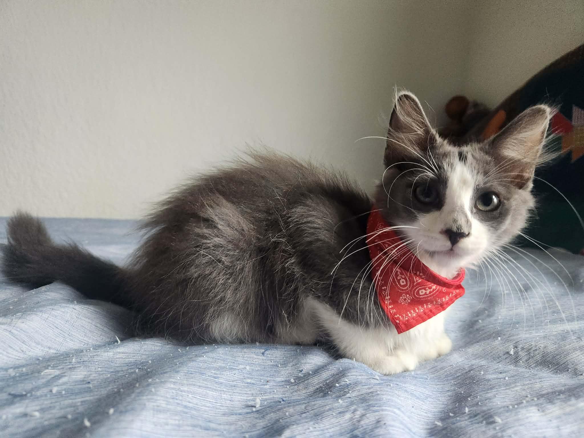 Curly (Moe, Larry), a ADOPTABLE Domestic Medium Hair in Houston, TX image 2/5
