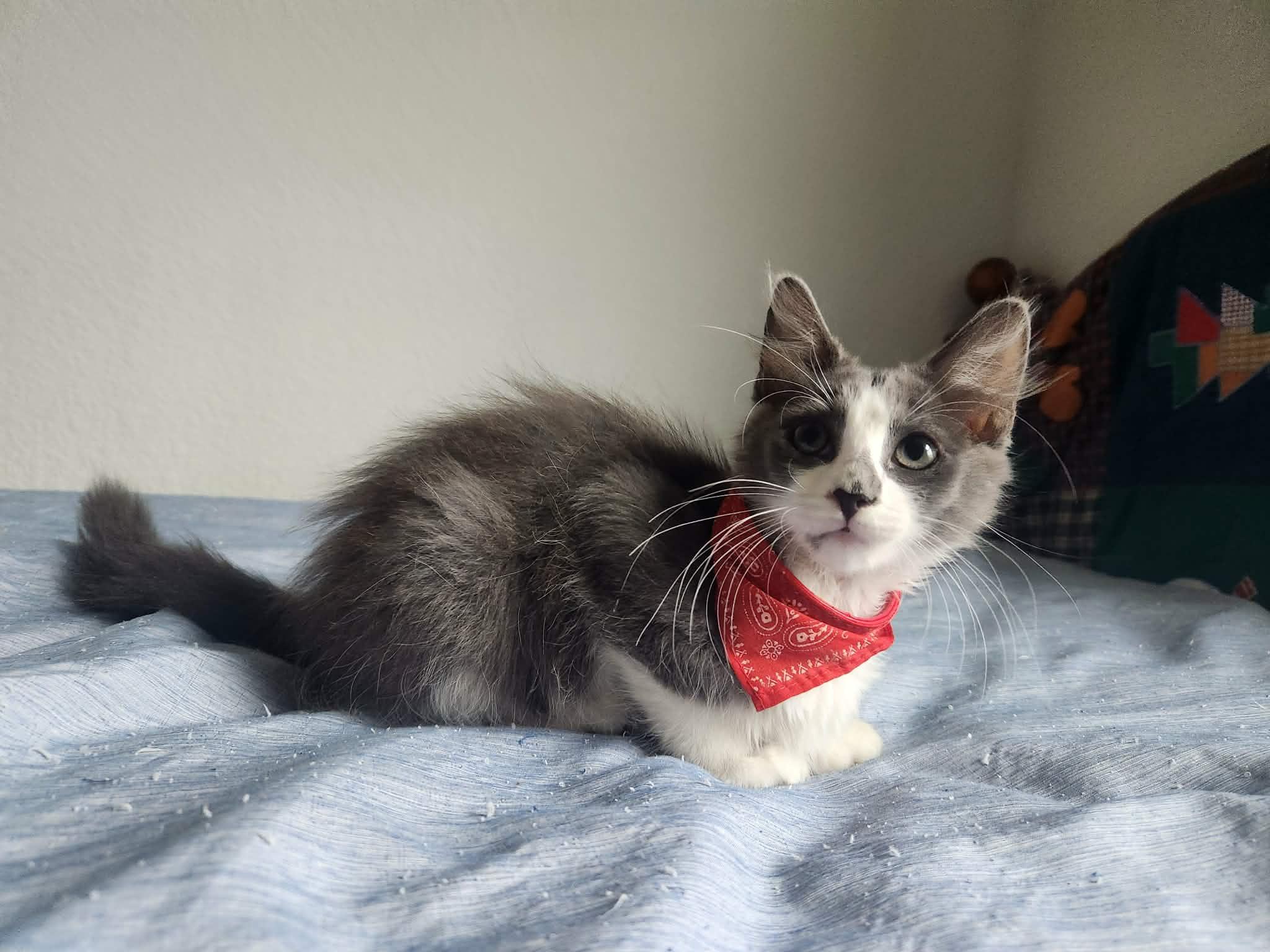 Curly (Moe, Larry), a ADOPTABLE Domestic Medium Hair in Houston, TX image 4/5