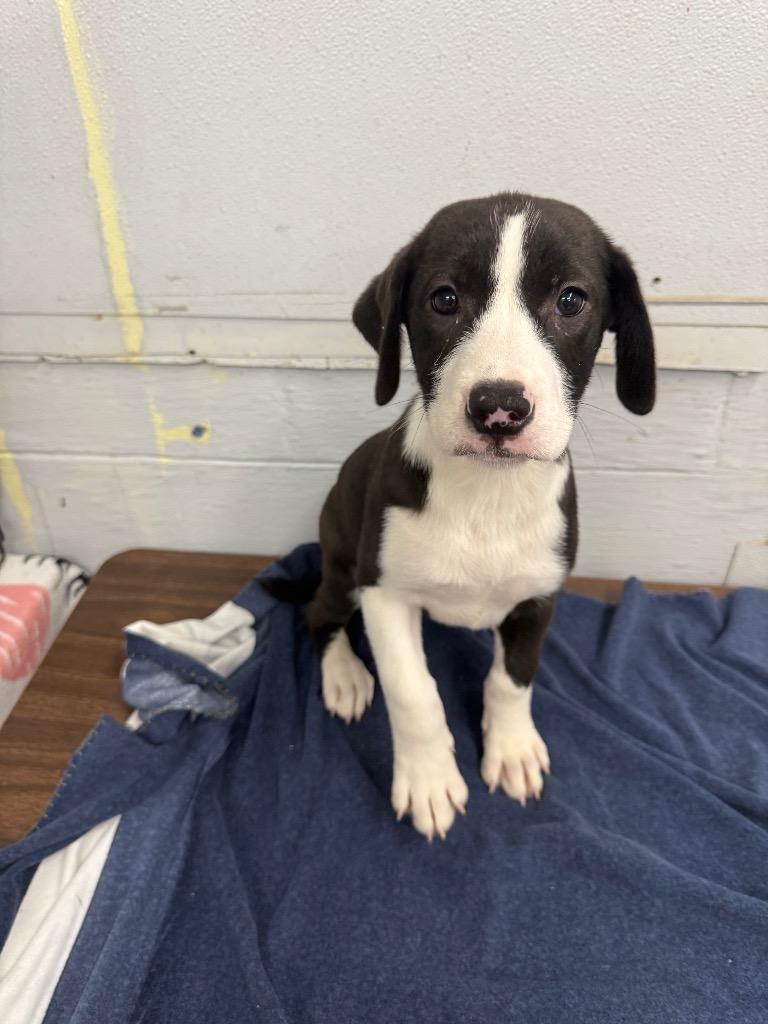 Medusa, Adoptable, Puppy Female Labrador Retriever & Australian Cattle Dog / Blue Heeler.