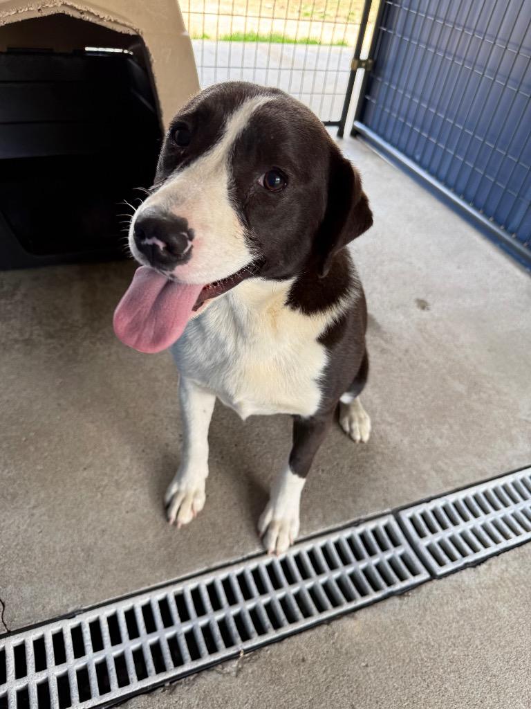 Enlarge Medusa, a Adoptable mixed breed in Fayetteville, TN image 2/4