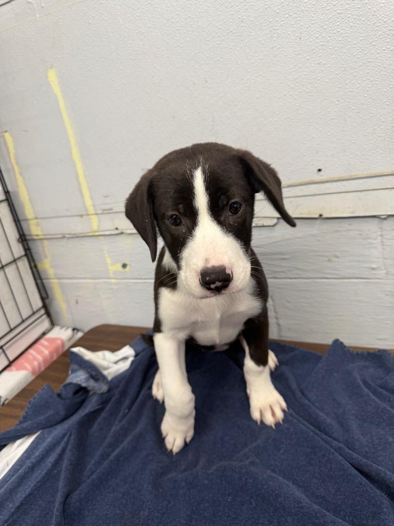 Enlarge Medusa, a Adoptable mixed breed in Fayetteville, TN image 3/4