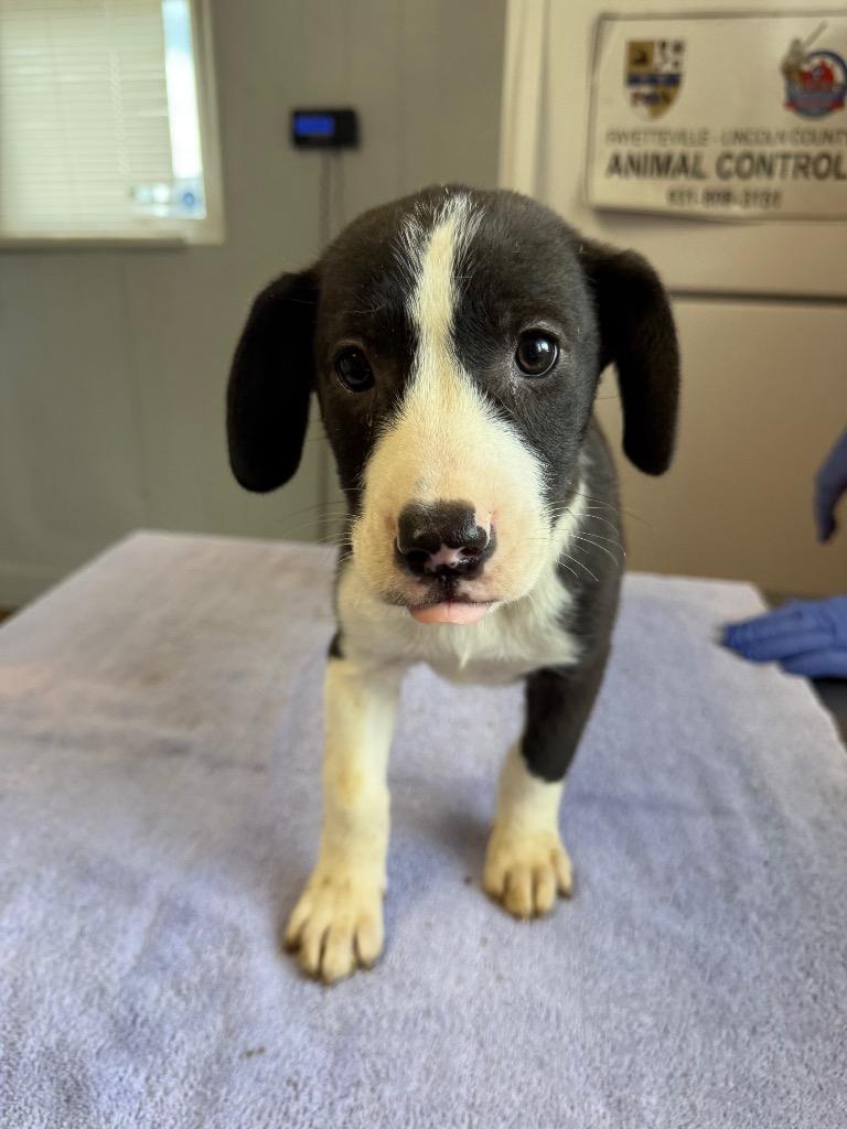 Enlarge Medusa, a Adoptable mixed breed in Fayetteville, TN image 4/4