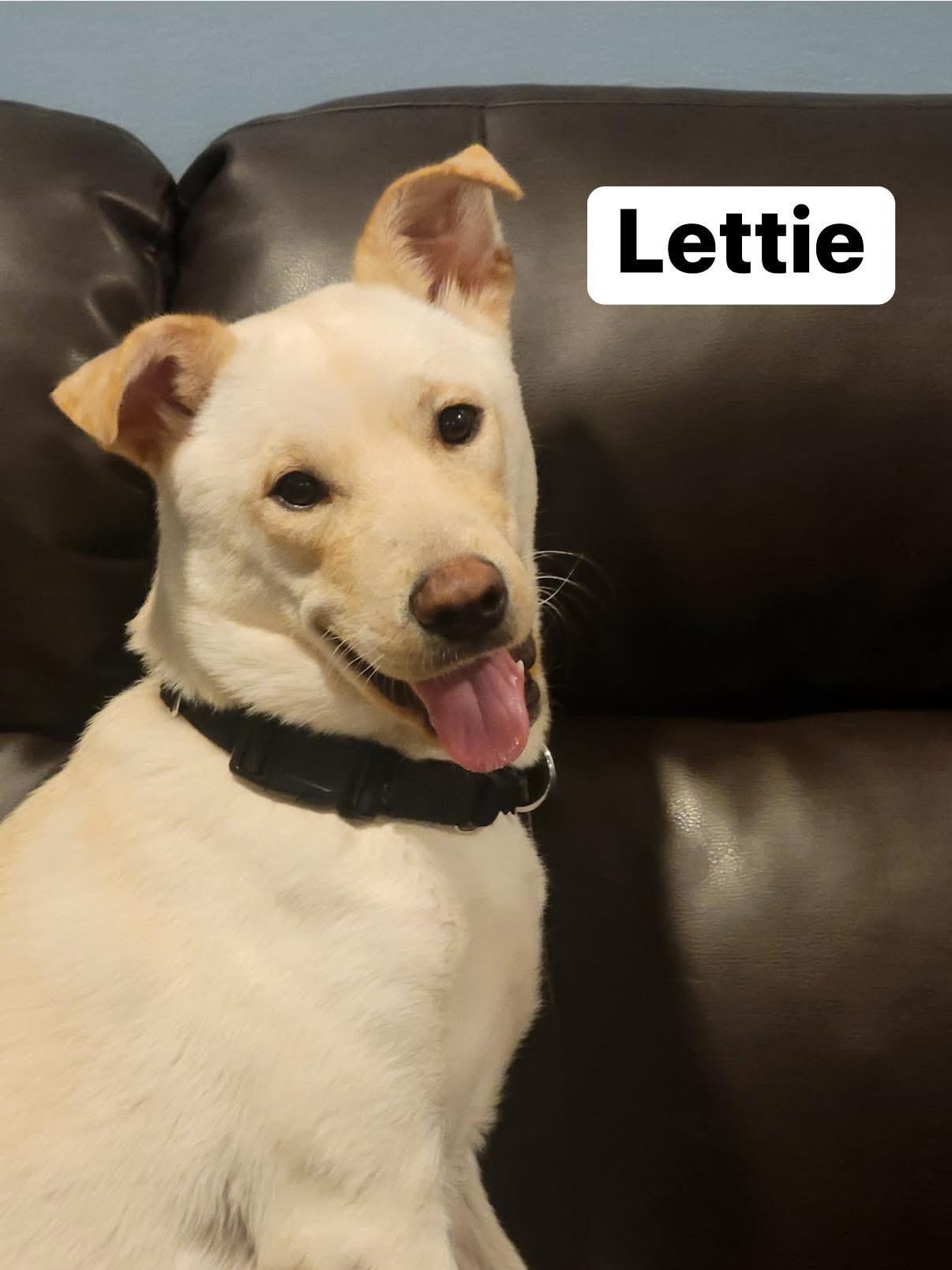Lettie, a ADOPTABLE mixed breed in Elburn, IL image 1/6