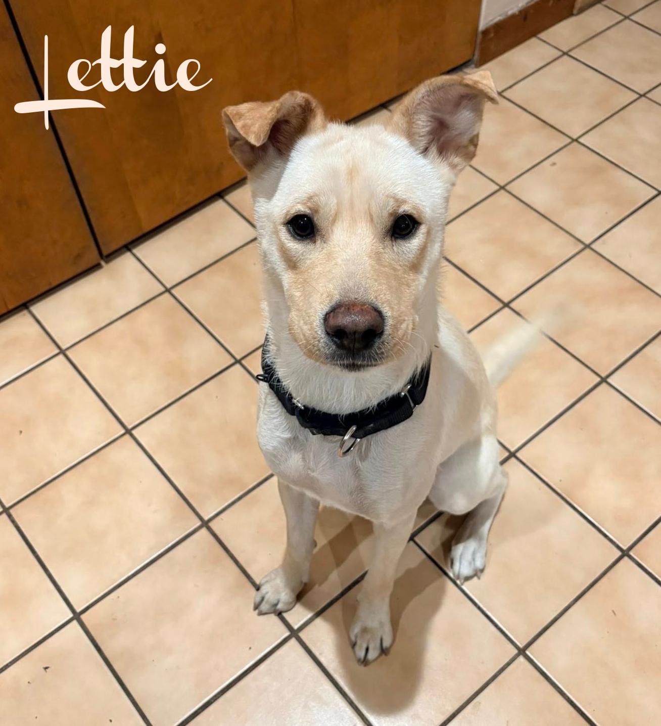 Enlarge Lettie, a ADOPTABLE mixed breed in Elburn, IL image 5/5