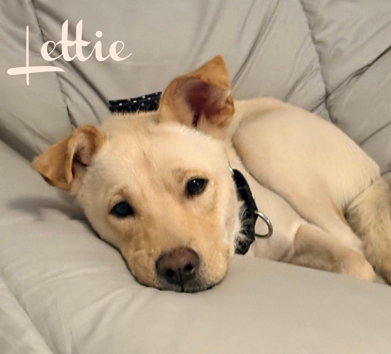 Enlarge Lettie, a ADOPTABLE mixed breed in Elburn, IL image 1/5
