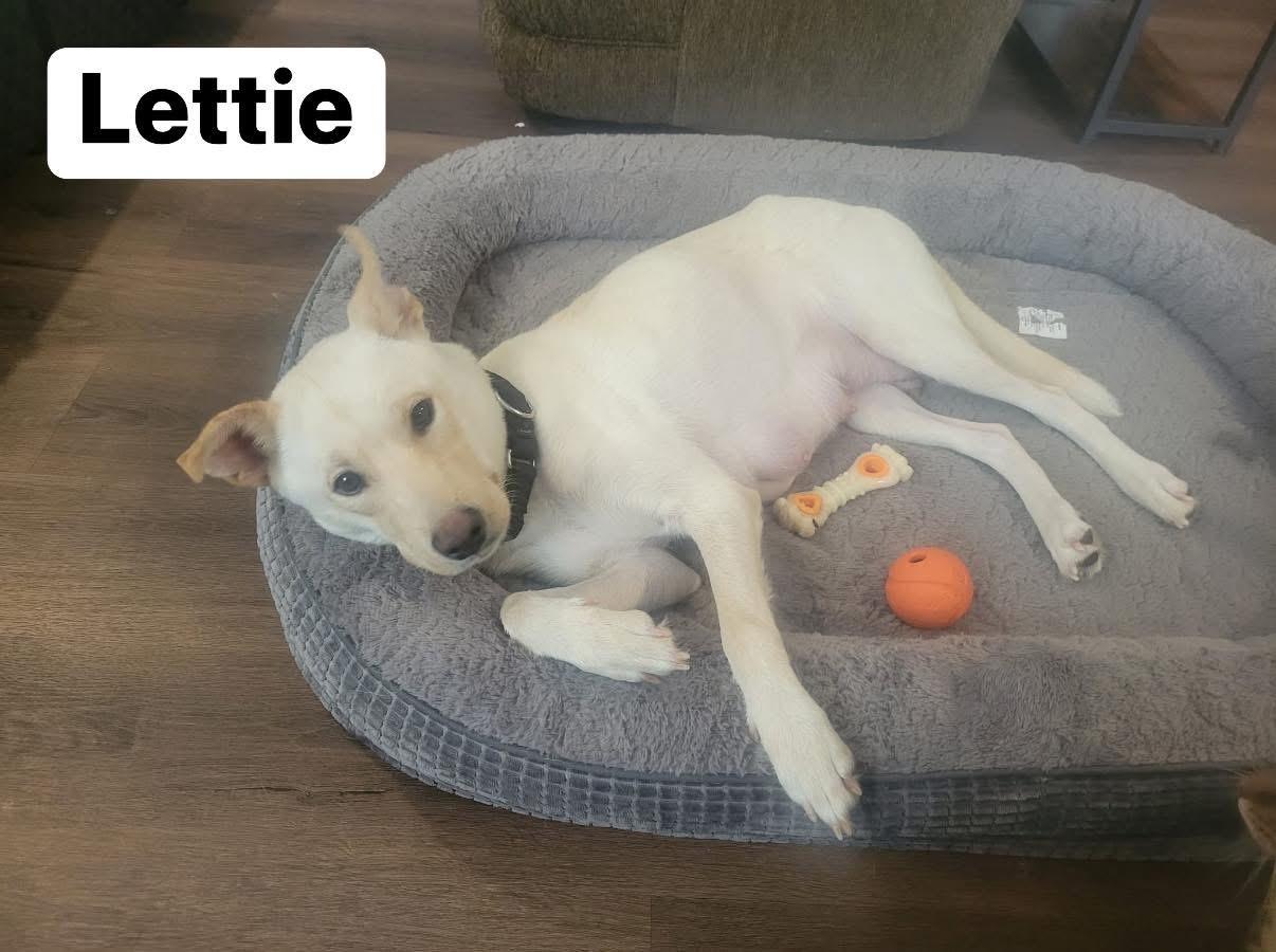 Lettie, a ADOPTABLE mixed breed in Elburn, IL image 5/6