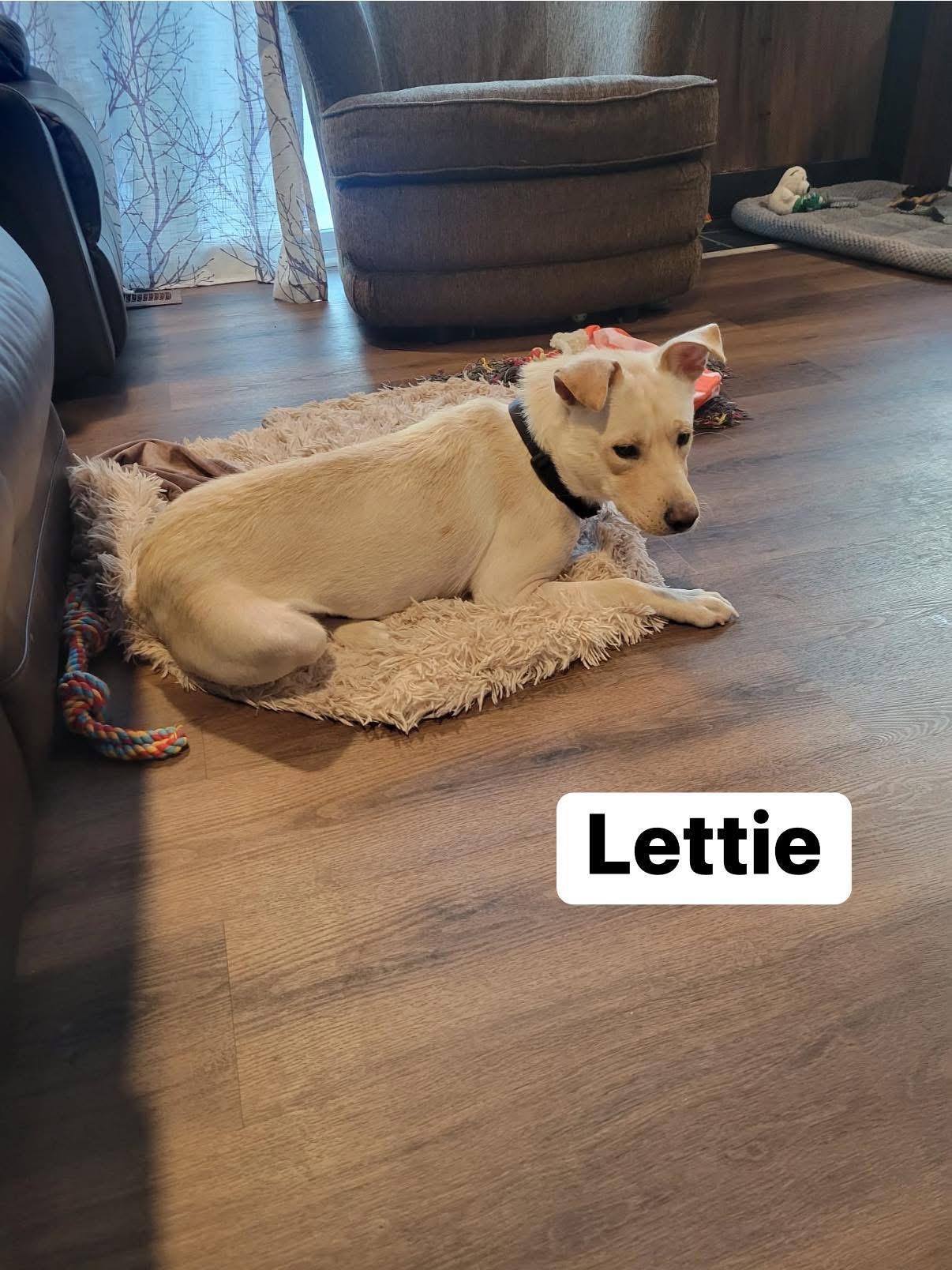 Lettie, a ADOPTABLE mixed breed in Elburn, IL image 6/6