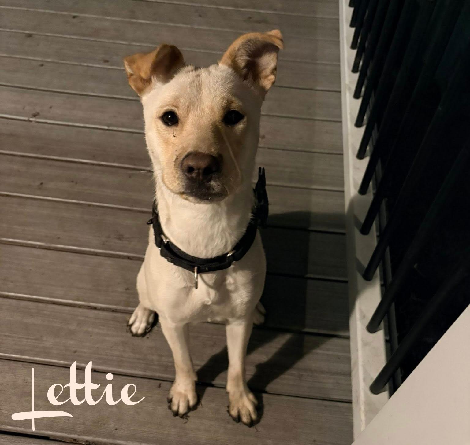 Enlarge Lettie, a ADOPTABLE mixed breed in Elburn, IL image 4/5