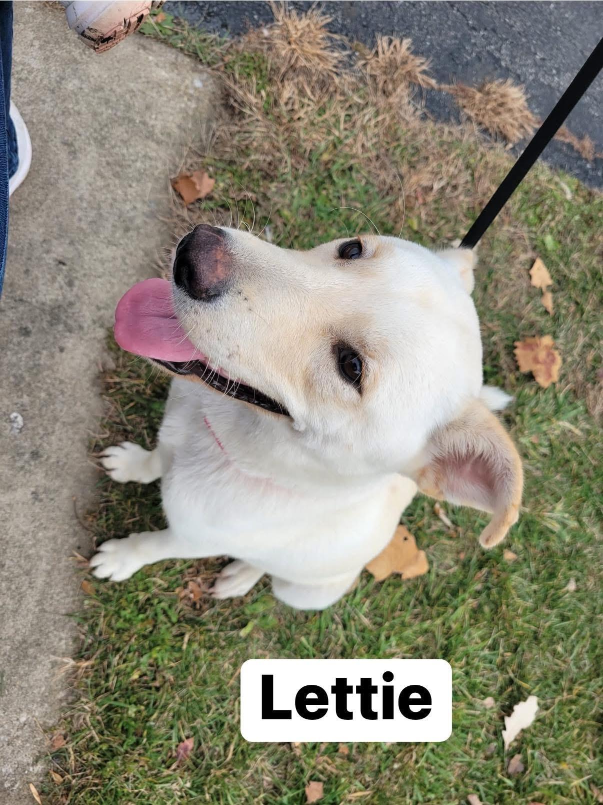 Lettie, a ADOPTABLE mixed breed in Elburn, IL image 3/6