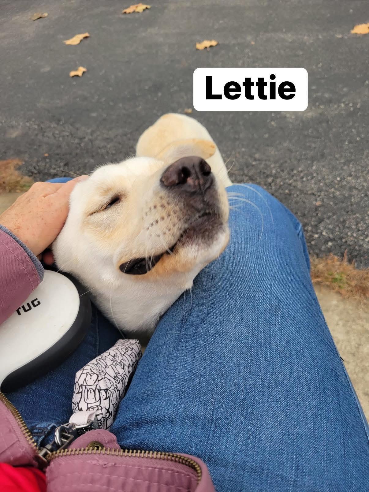Lettie, a ADOPTABLE mixed breed in Elburn, IL image 2/6