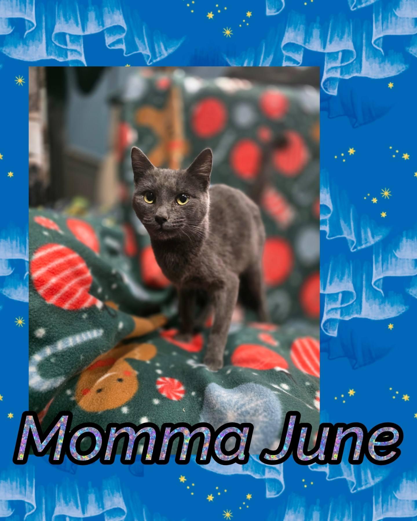 Momma June, Adoptable, Young Female Domestic Short Hair.