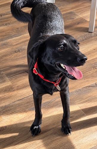 Enlarge Elizabeth 9, a Adoptable mixed breed in Killingworth, CT image 5/6