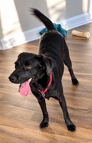 Enlarge Elizabeth 9, a Adoptable mixed breed in Killingworth, CT image 4/6