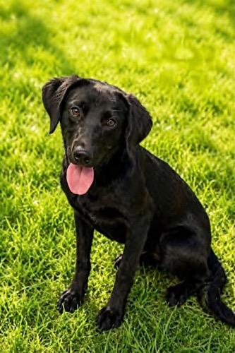 Enlarge Elizabeth 9, a Adoptable mixed breed in Killingworth, CT image 1/6