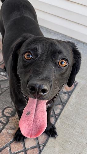 Enlarge Elizabeth 9, a Adoptable mixed breed in Killingworth, CT image 2/6