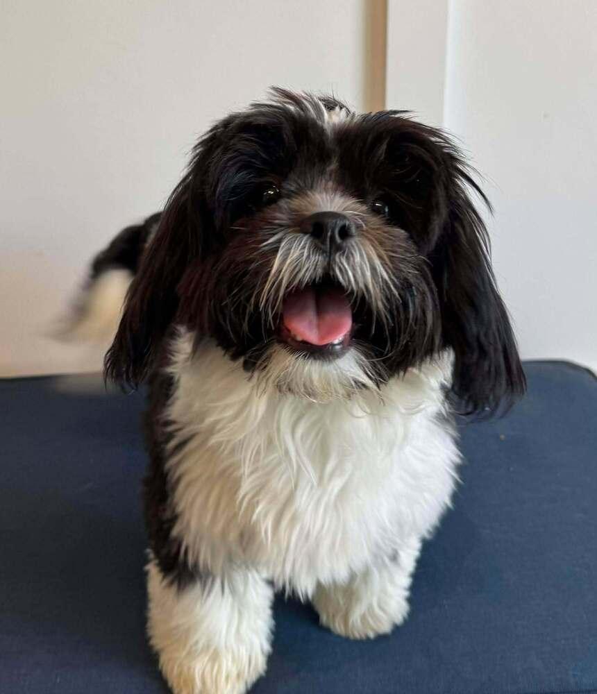 Enlarge Zoey, a Adoptable Shih Tzu in Mission Viejo, CA image 1/3
