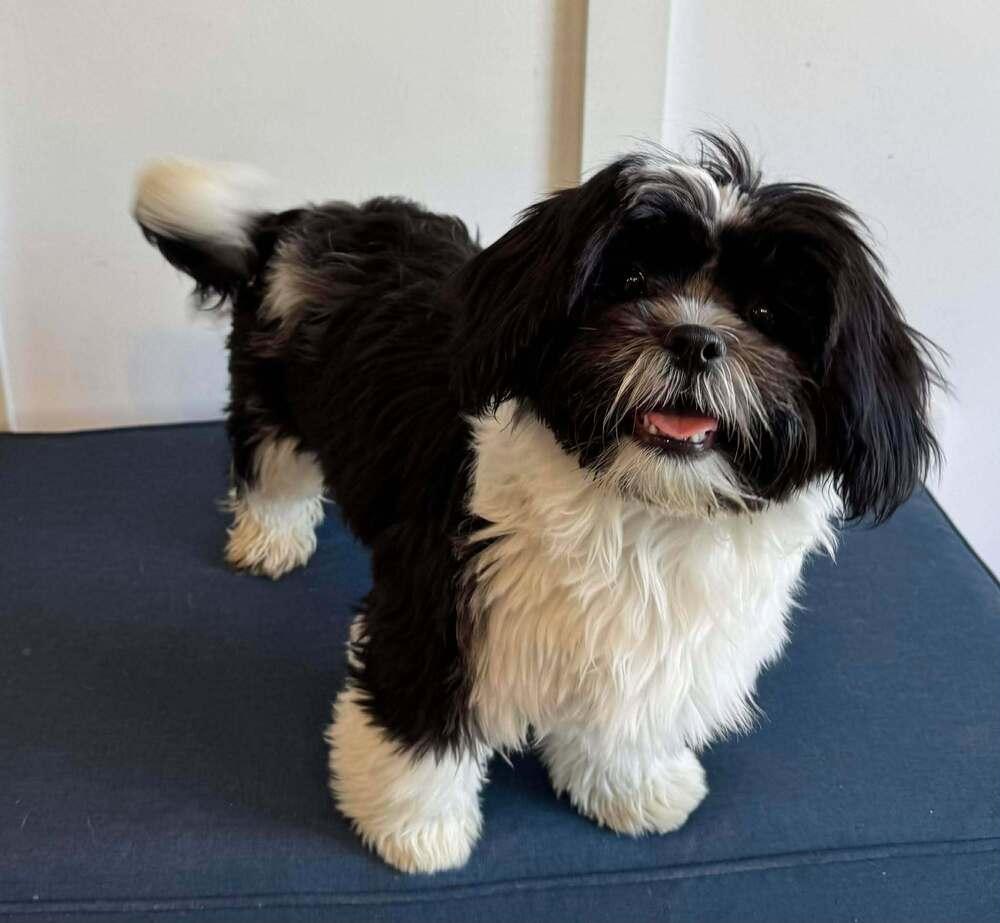Enlarge Zoey, a Adoptable Shih Tzu in Mission Viejo, CA image 2/3