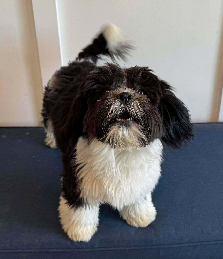 Enlarge Zoey, a Adoptable Shih Tzu in Mission Viejo, CA image 3/3
