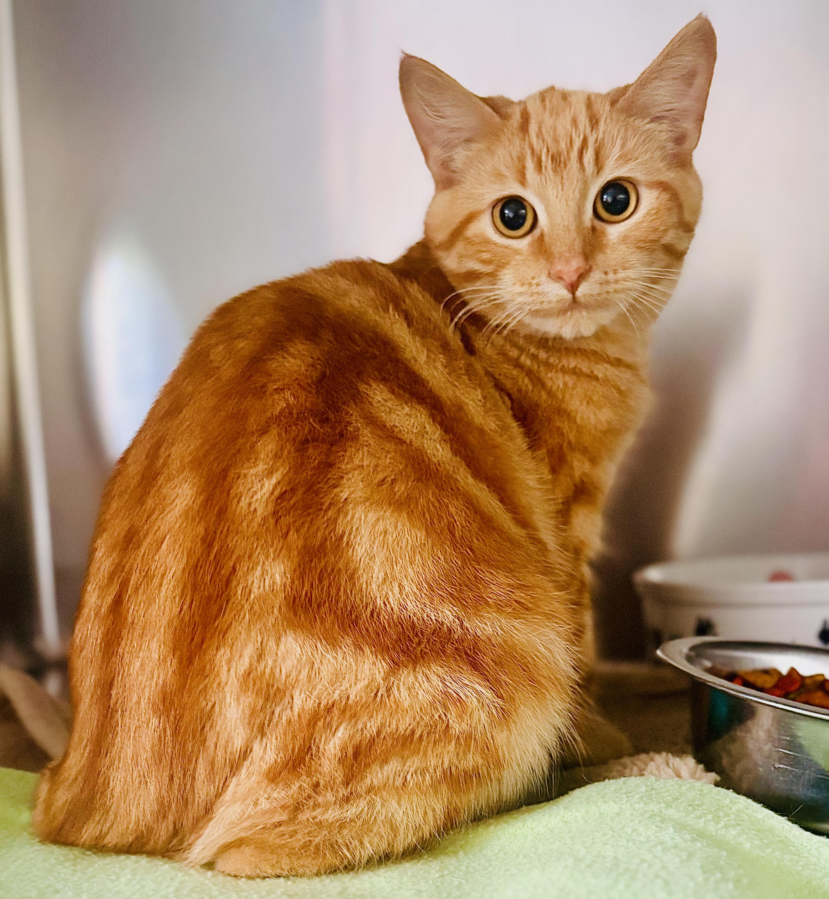 Peach, Adoptable, Kitten Female Domestic Short Hair.