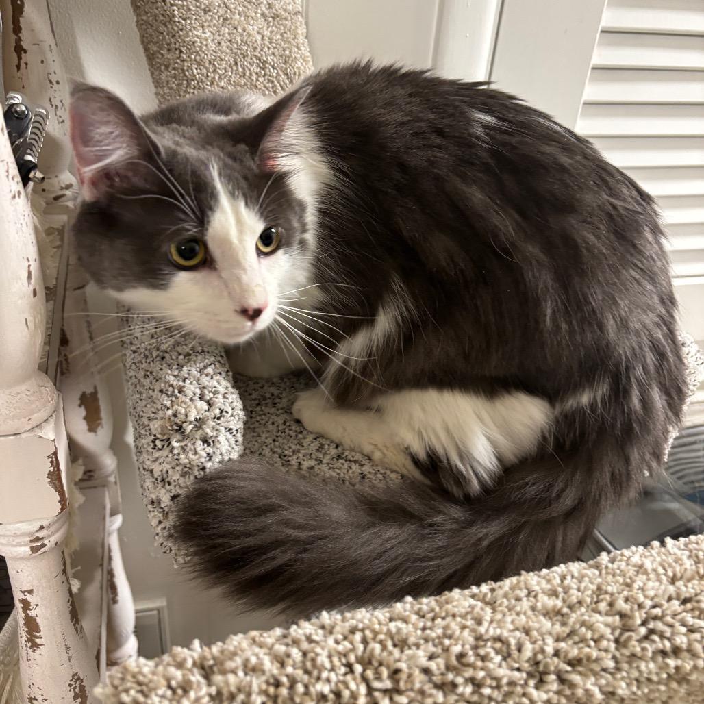 Wonton — thumbnail 2