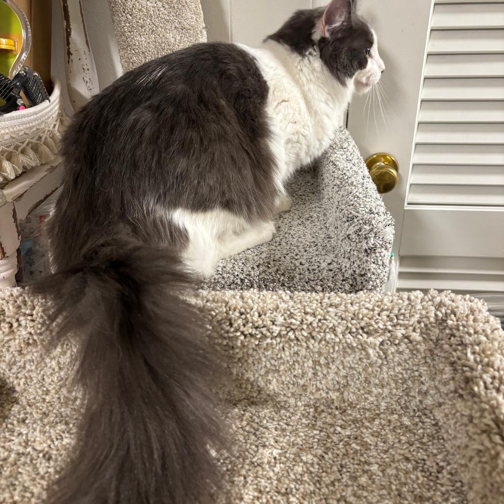 Wonton — thumbnail 3