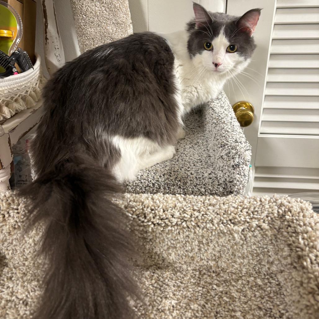 Wonton — thumbnail 4