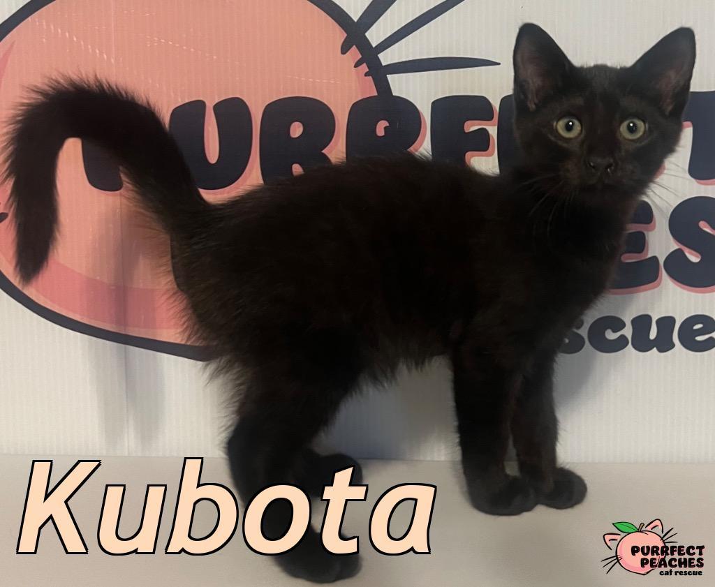 Kubota, Adoptable, Kitten Female Bombay.