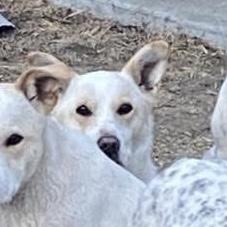 Enlarge Cornbread, a Adoptable mixed breed in Hardin, MT image 1/2