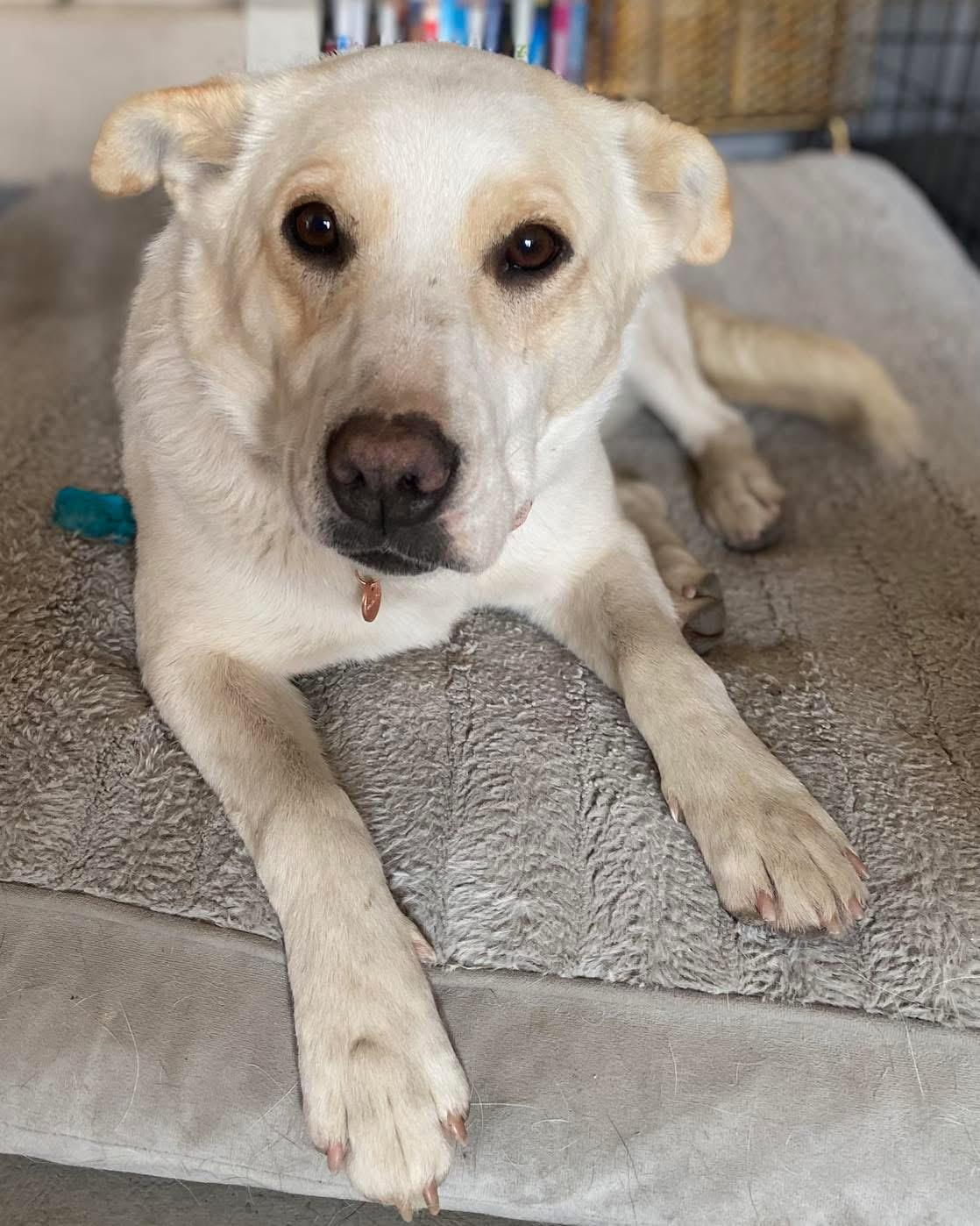 Enlarge Cornbread, a Adoptable mixed breed in Hardin, MT image 2/2