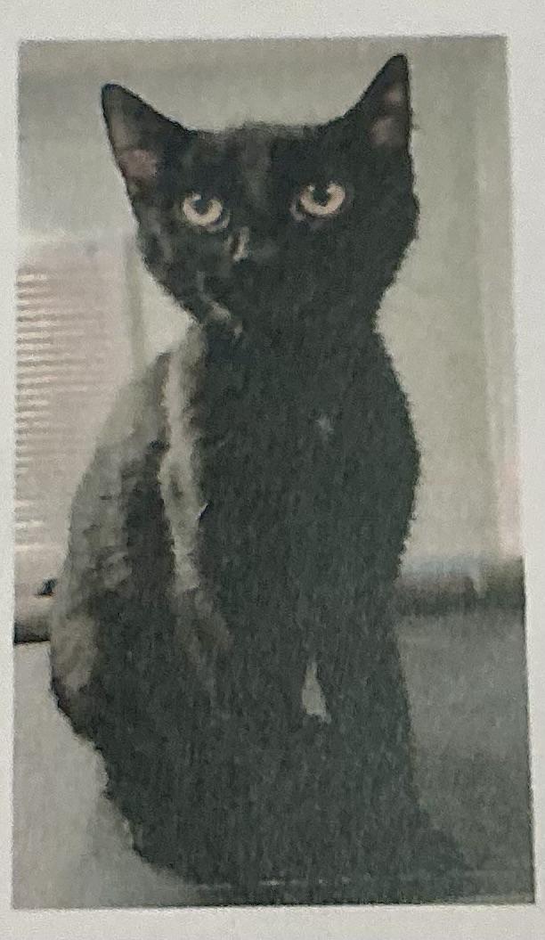 Raven and June, Adoptable, Kitten Female Domestic Short Hair.