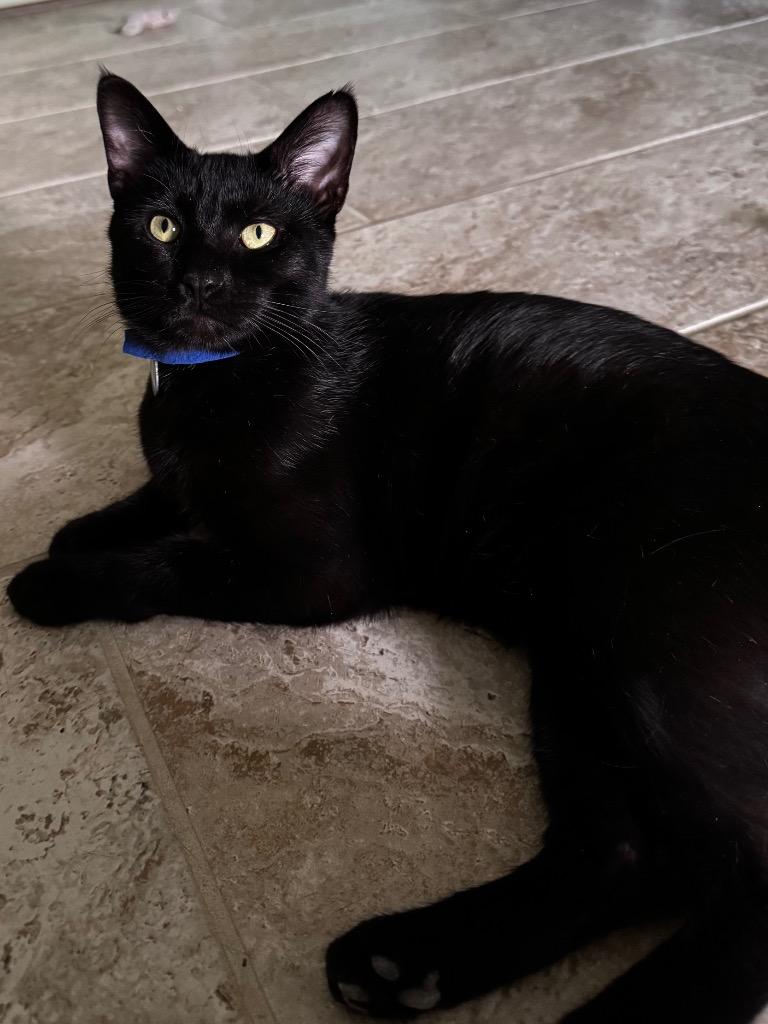 Enlarge Thoth, a Adoptable mixed breed in Hot Springs, AR image 1/1