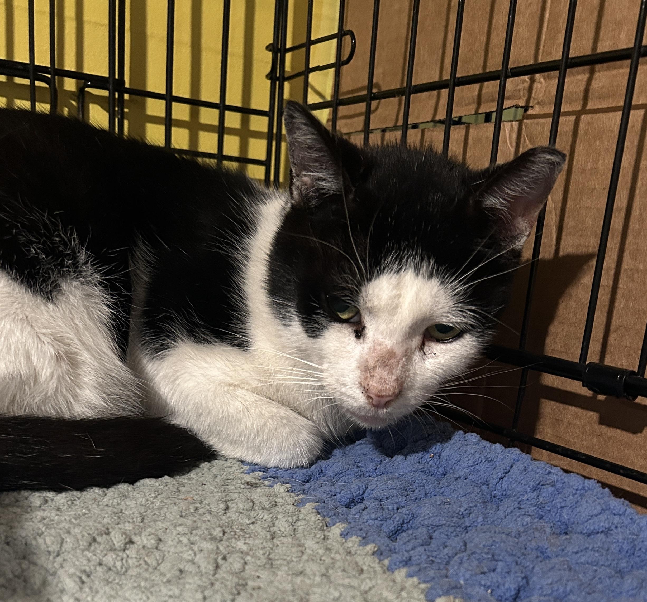 Enlarge Tofu, a Adoptable Domestic Short Hair in Havertown, PA image 1/6