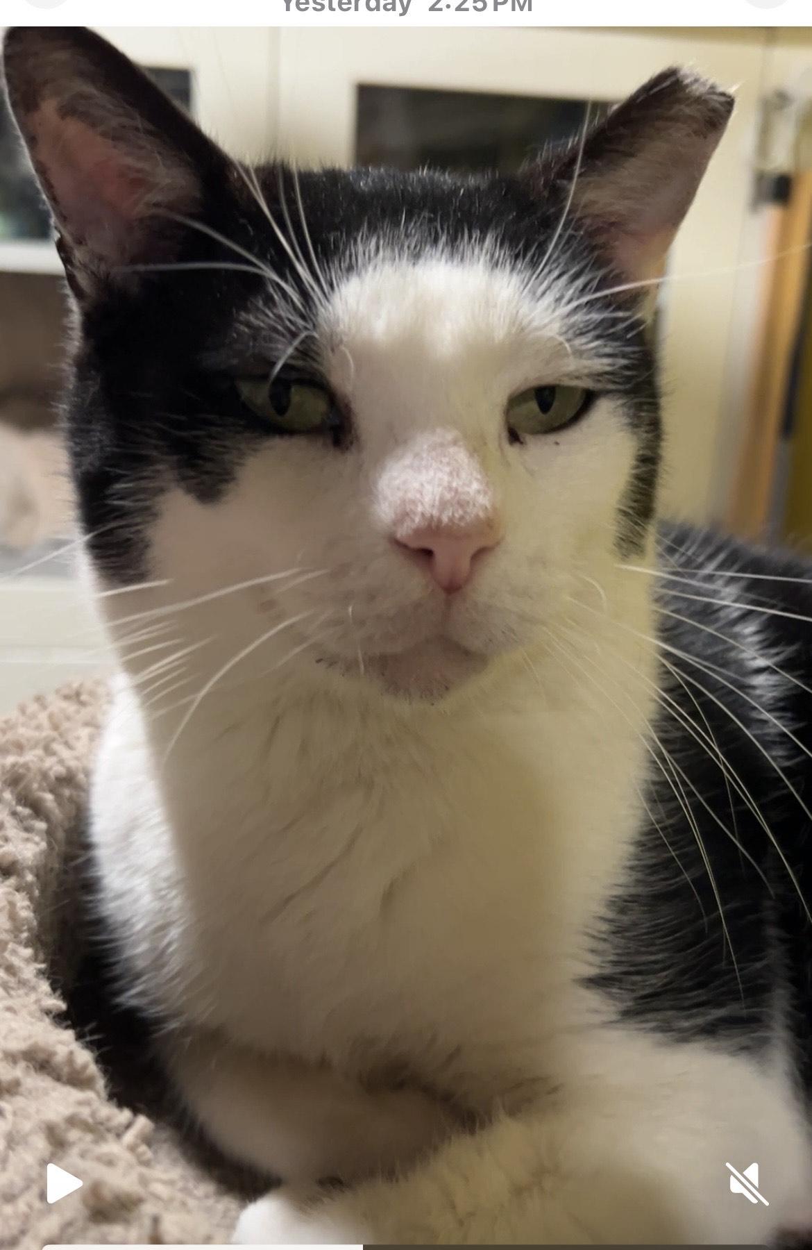 Enlarge Tofu, a Adoptable Domestic Short Hair in Havertown, PA image 4/6