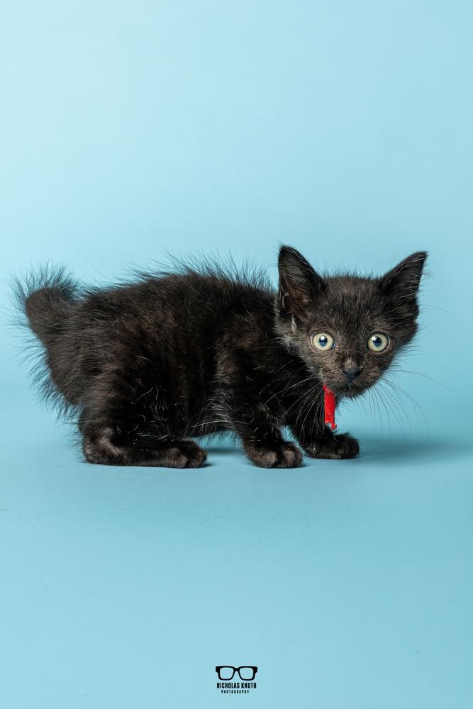 Enlarge Refried, a Adoptable Domestic Short Hair in Palatine, IL image 3/6
