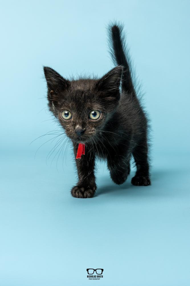 Enlarge Refried, a Adoptable Domestic Short Hair in Palatine, IL image 5/6