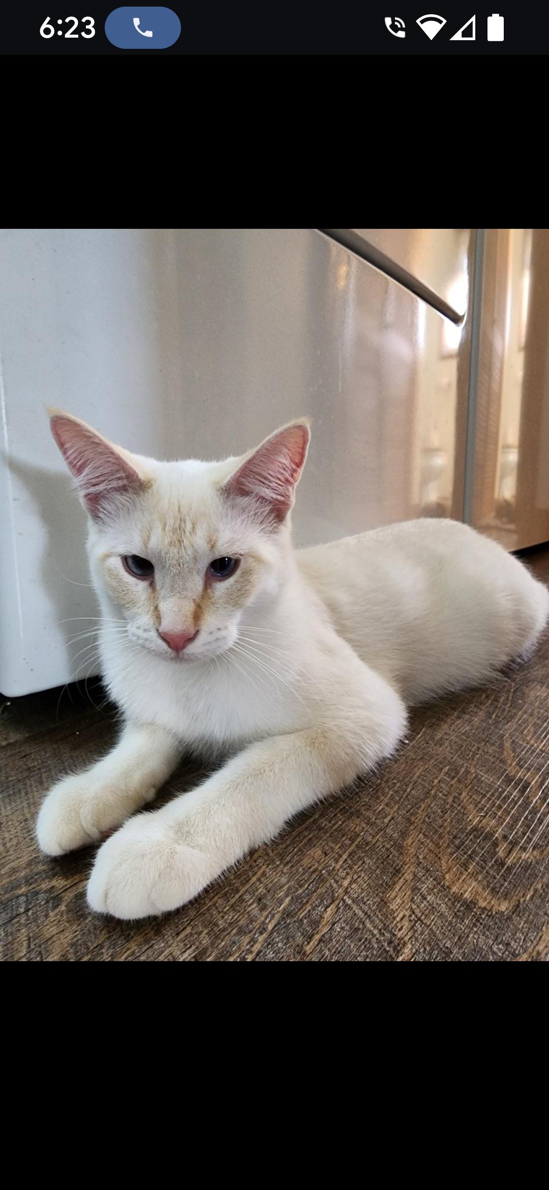 Tao, an adoptable Siamese in Medford, WI, 54451 | Photo Image 1